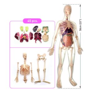 56cm (22”) Visible Male  Anatomy Kit